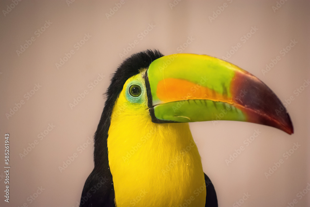 Fototapeta premium toucan with beak