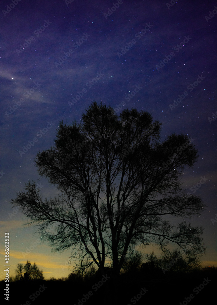 Fototapeta premium tree at night