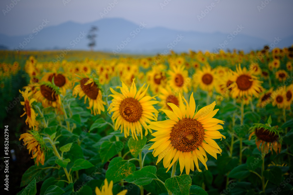 Fototapeta premium field of sunflowers in region