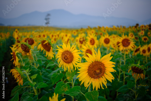 field of sunflowers in region