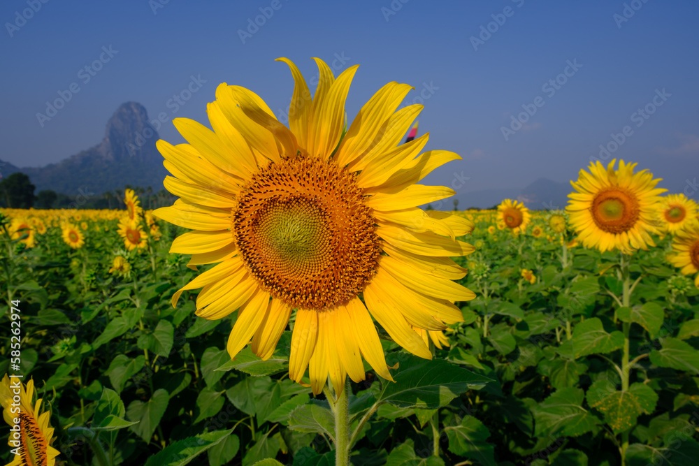 Obraz premium sunflowers in the field