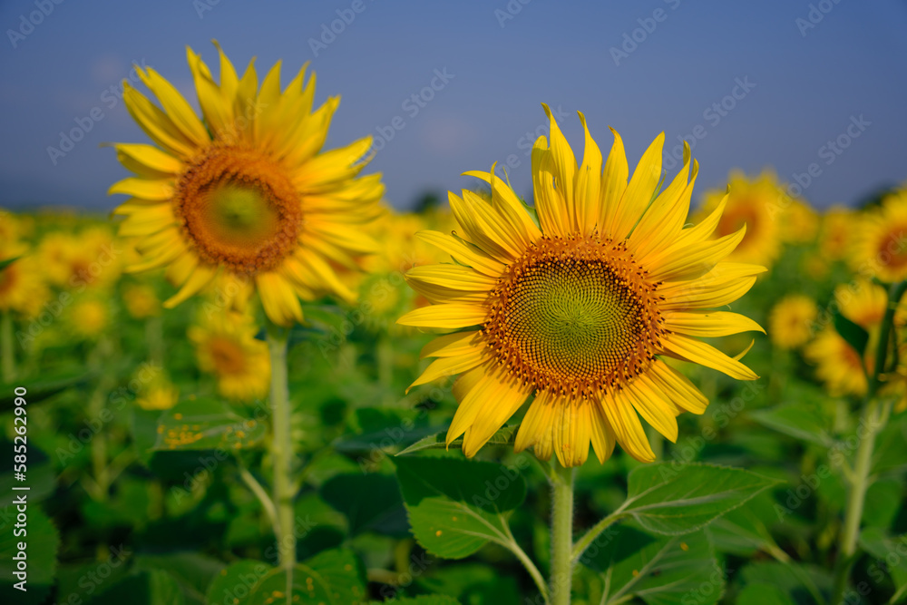 sunflower field with sky