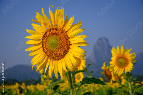 sunflower field with sky