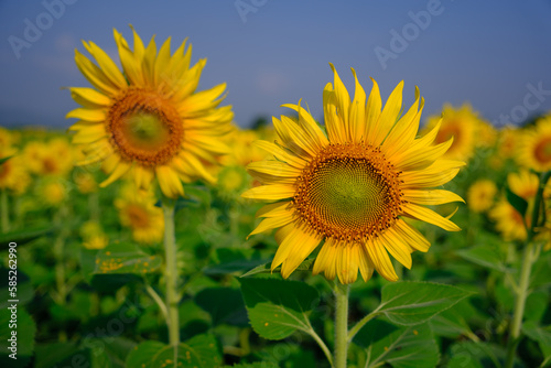 sunflower field with sky