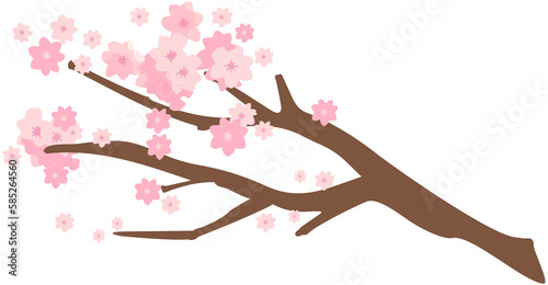 Sakura Branch 