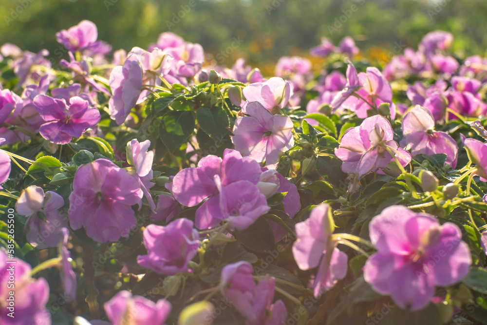 Obraz premium Beautiful purple flower field and bright light in the morning