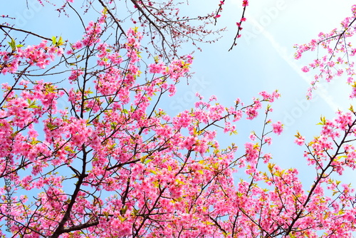 ピンクの梅の花