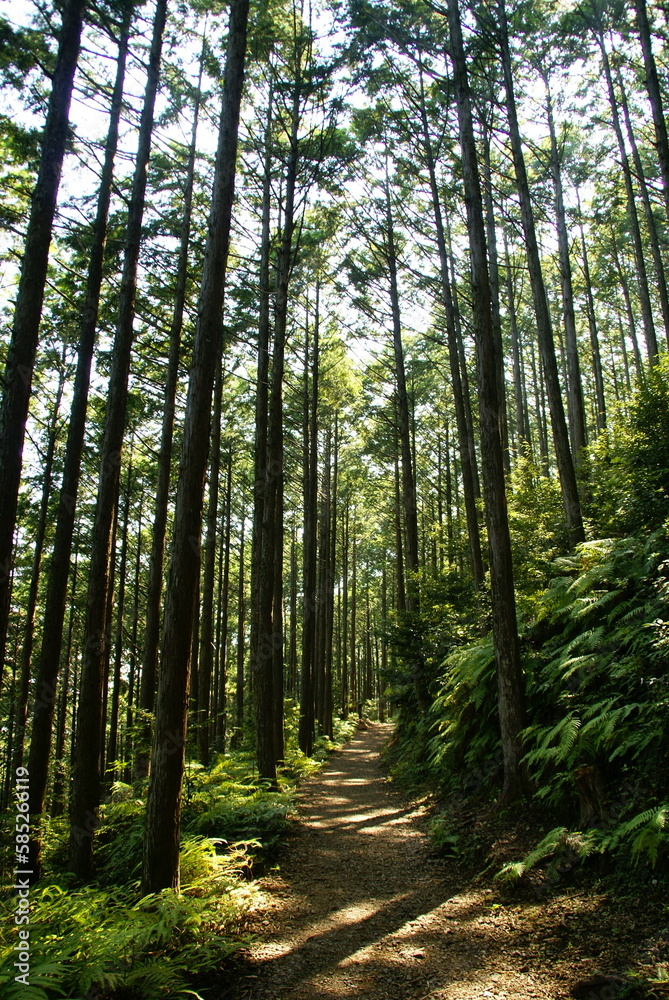 Fototapeta premium 熊野古道･蘇生の森