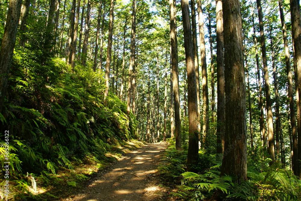 Fototapeta premium 熊野古道･蘇生の森