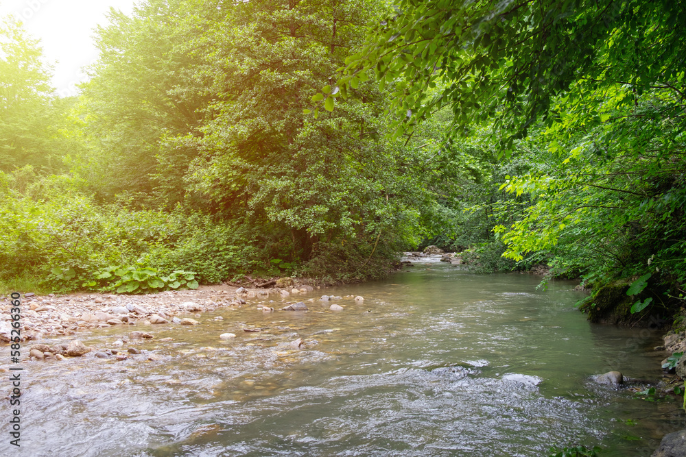 Obraz premium Water among forest and rocky shore. River in mountain forest. Mountain river flowing through the green trees