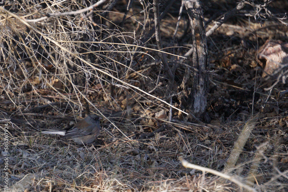 dark-eyed junco dark-eyed junco