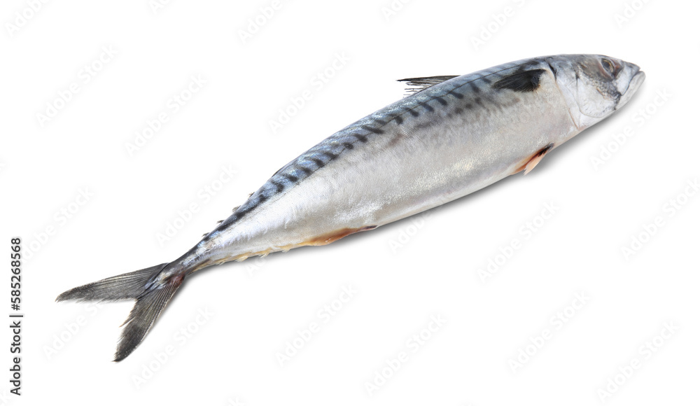 One tasty raw mackerel isolated on white One tasty raw mackerel isolated on white