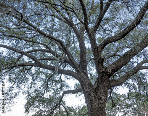 live oak tree and sky