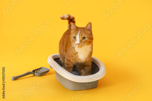 Cute cat in litter box on yellow background