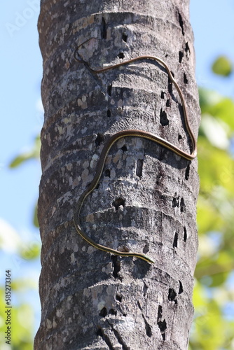 Beautiful rat snake coming down a palm tree photo