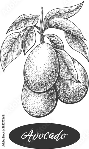 Avocado engraving branch