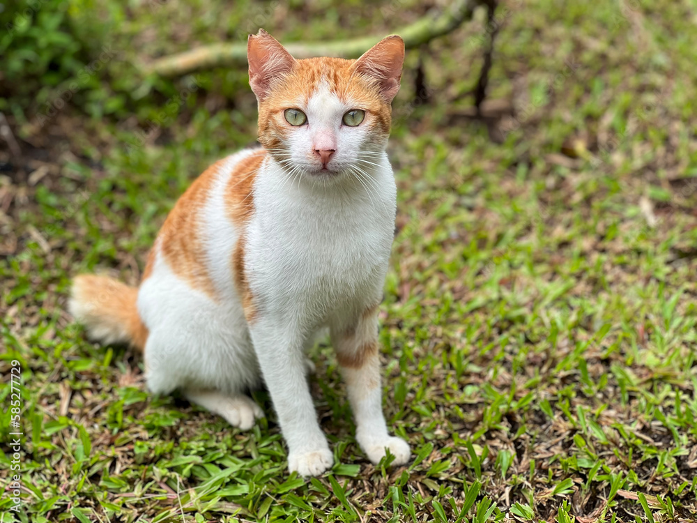 The dashing domestic male cat, with white and orange fur colours.
The dashing domestic male cat, with white and orange fur colours.