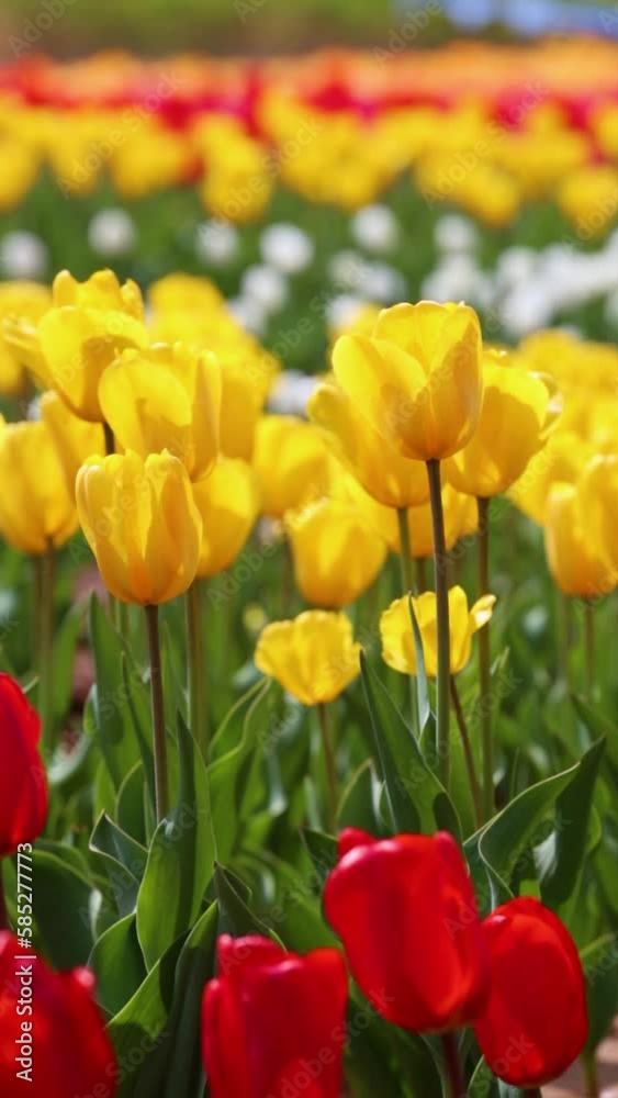 Beautiful tulips are blooming on the lawn of the park Beautiful tulips are blooming on the lawn of the park
