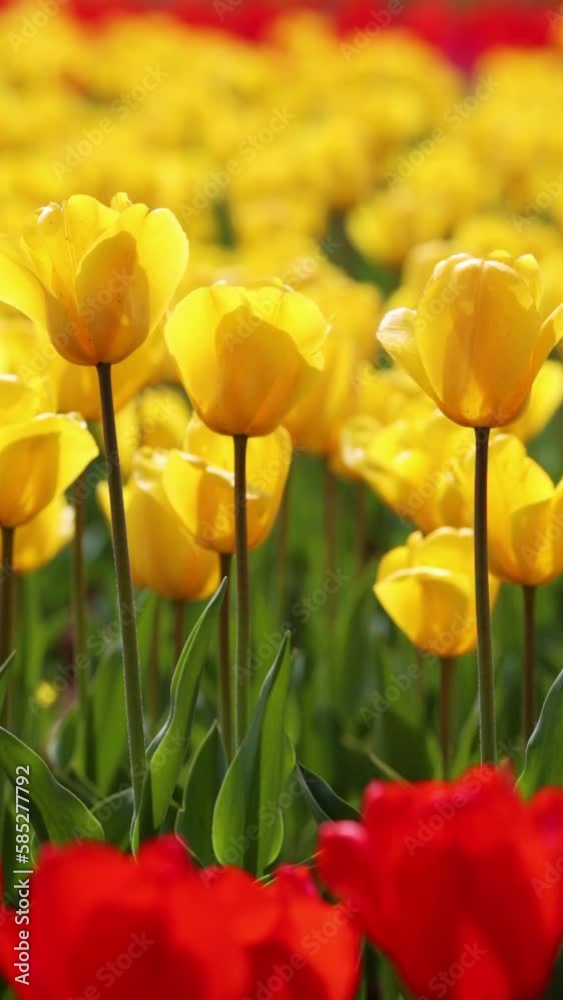 Beautiful tulips are blooming on the lawn of the park Beautiful tulips are blooming on the lawn of the park