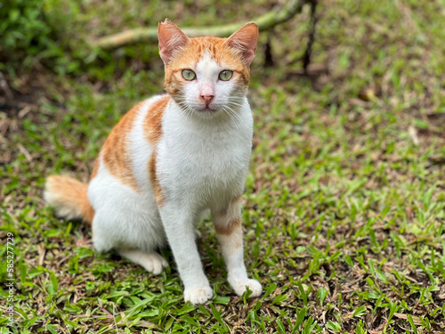 The dashing domestic male cat, with white and orange fur colours. 