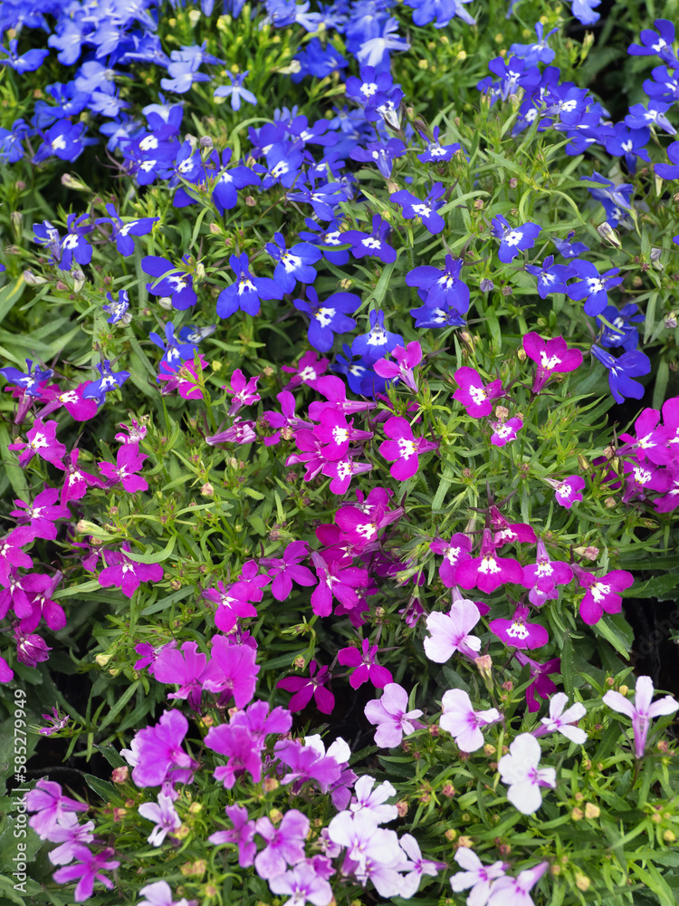 ロベリアの花苗 ロベリアの花苗
