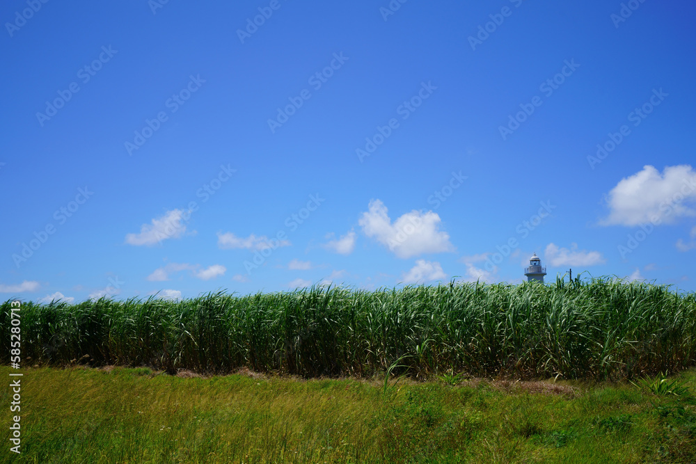 Suger cane field with a white light house Suger cane field with a white light house