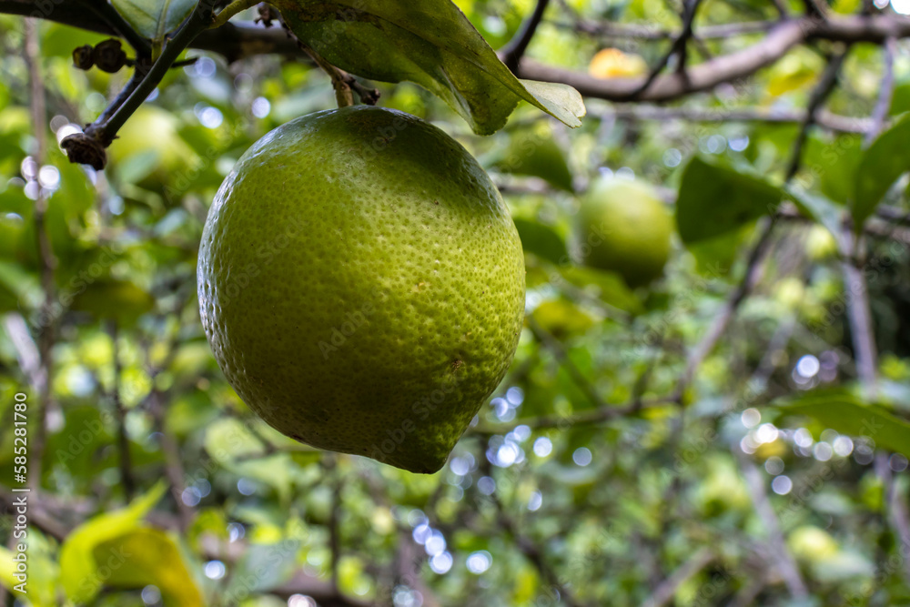Detail of the still unripe fruits of the Sicilian lemon (Citrus limon) in the orchard of a farm in rural Brazil