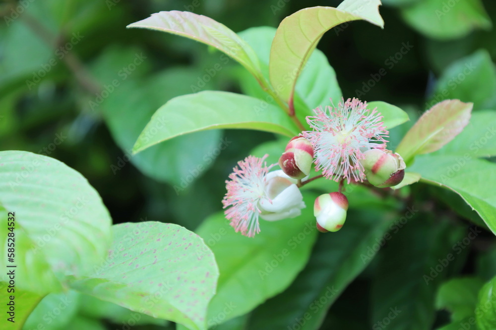 Obraz premium Tetracera loureiri, Dillenia, Bee flower (Tetracera loureiri Pierre) bouquet of pink fragrant Asian medicinal plants on a green leafy background with copy space. selective focus