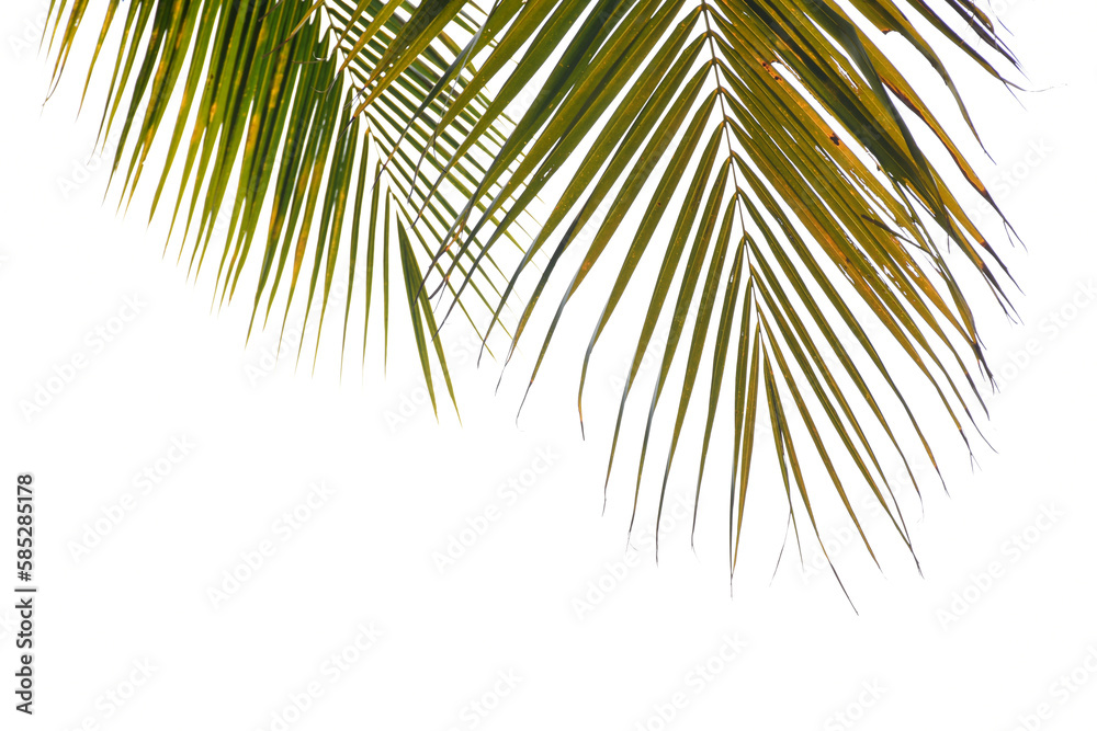 Dry Coconut leaves on white background