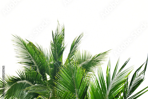 Coconut leaves on white background