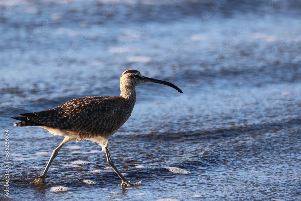 a bird standing on the edge of a body of water a bird standing on the edge of a body of water