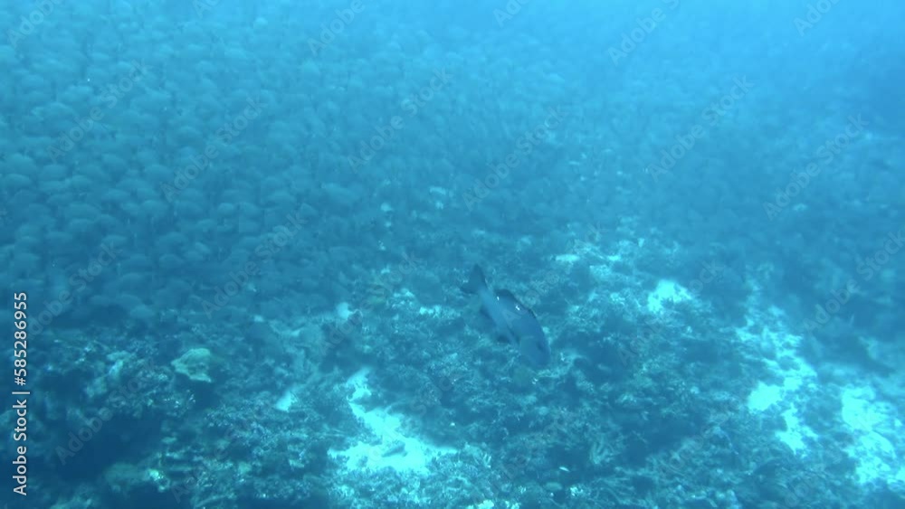 It was like ballet of fish, with each movement perfectly choreographed. No surprise that this destination is considered bucket-list spot for divers and snorkelers from around world. It was like ballet of fish, with each movement perfectly choreographed. No surprise that this destination is considered bucket-list spot for divers and snorkelers from around world.