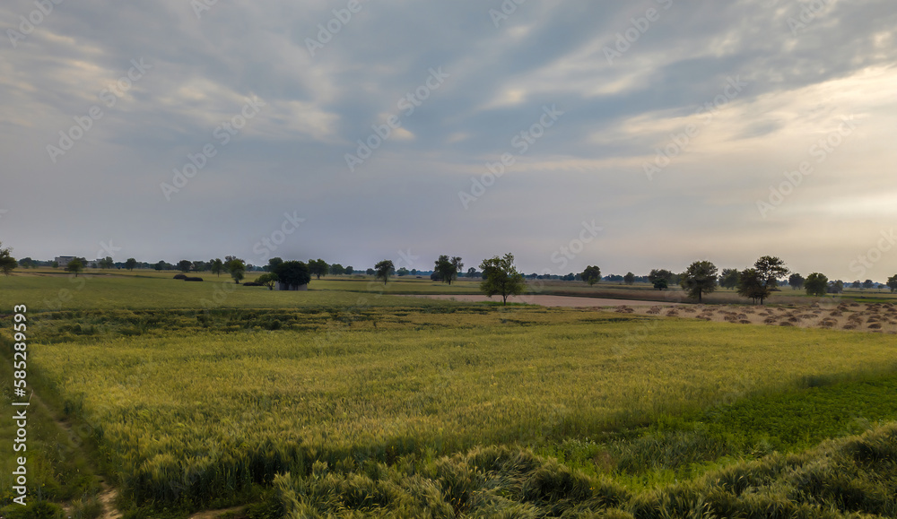 field of wheat and sky