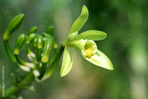 Close-up of Vanilla flowers beginning to bloom in the morning on plantation, Vanilla fargrans (Salish) Ames, Vanilla Planifolia