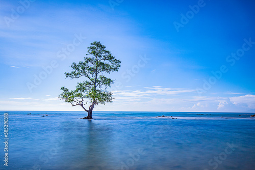 Tree in water