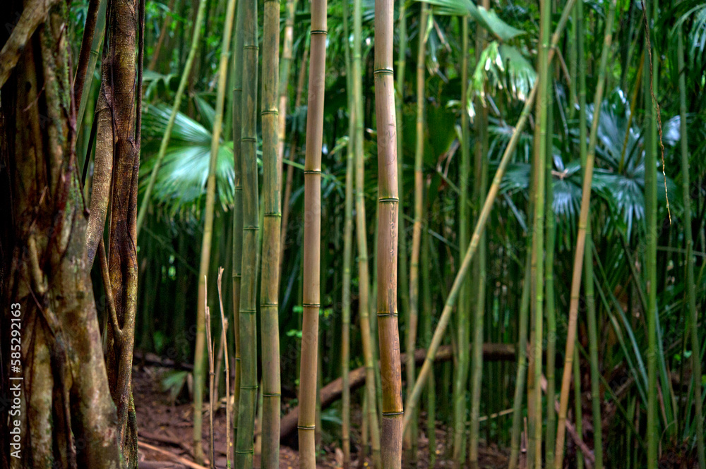Fototapeta premium Jungle on Oahu island, Hawaii