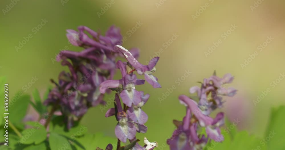 The flower of the Corydalis solida, the fumewort The flower of the Corydalis solida, the fumewort
