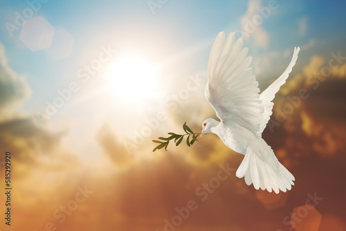 White Dove carrying olive leaf branch on Beautiful light and lens flare .Freedom concept and international day of peace , Free Clipping path  photo