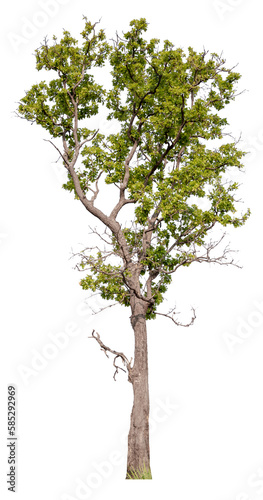 real tree on the transparent background has removed the original background