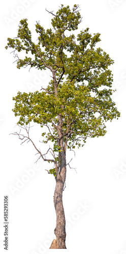real tree on the transparent background has removed the original background
