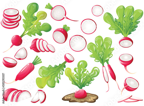 Set of ripe radish on white background