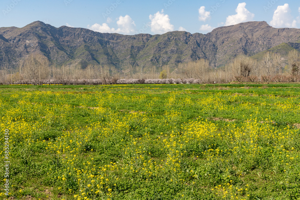 Fototapeta premium Mustard fields blossoming in the Swat valley, Pakistan