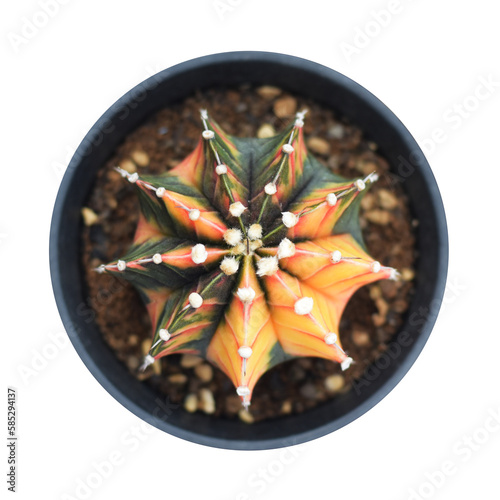 Soft focus  Top view Beautiful Orange Gymnocalycium cactus in small pot in white background.