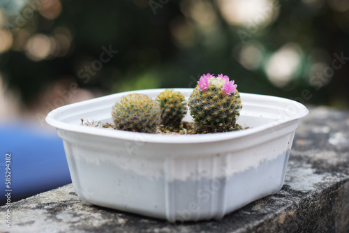 Soft focus Group of​ cactus​ in​ the​ pot.​ Succulents. Potted small house plants, home interior.