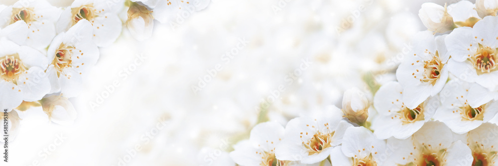 Banner with cherry blossom branches in nature outdoors. Macro shot of flowers in sunlight with copy space. Beautiful image of a panoramic view of spring nature