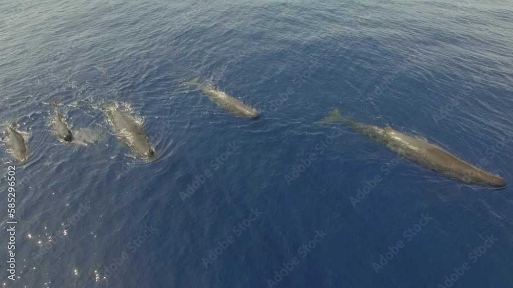 Flock of sperm whales glides near surface of ocean water. Sperm whales are renowned for their communication abilities. Their actions enable them to interact and persist in oceanic habitats.