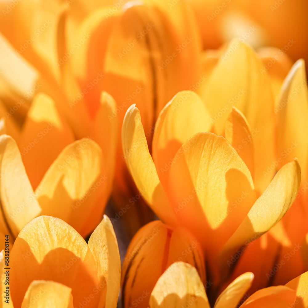 Yellow crocus flowers. Macro floral background for holiday design Yellow crocus flowers. Macro floral background for holiday design
