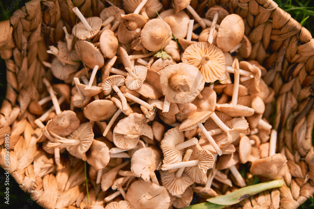 a basket with mushrooms stands on the grass a basket with mushrooms stands on the grass