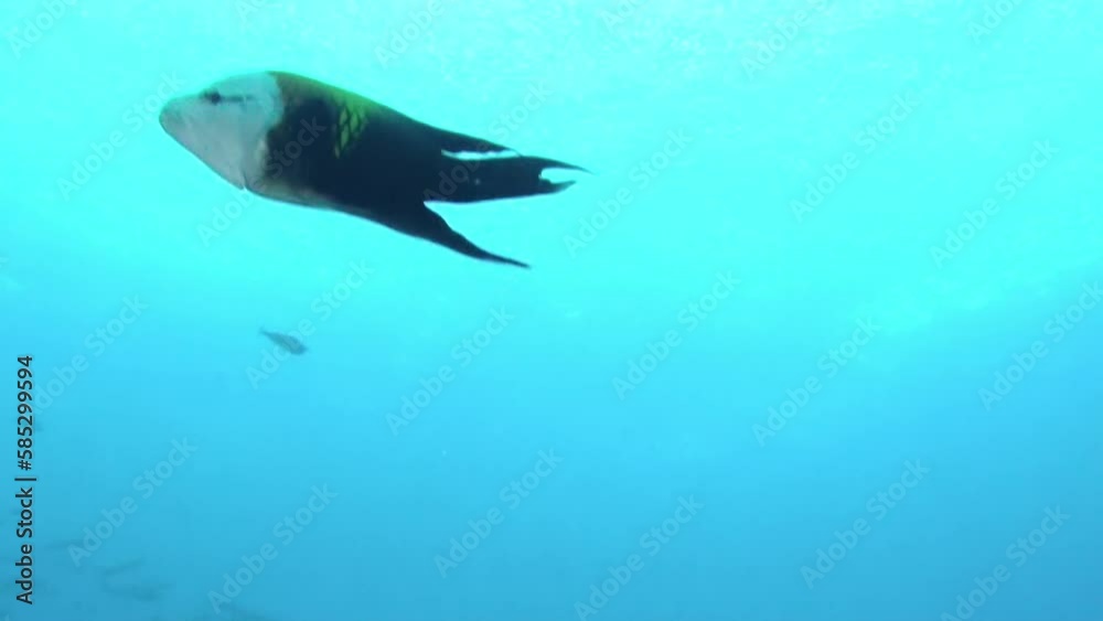 Underwater world in French Polynesia is mesmerizing with its vibrant