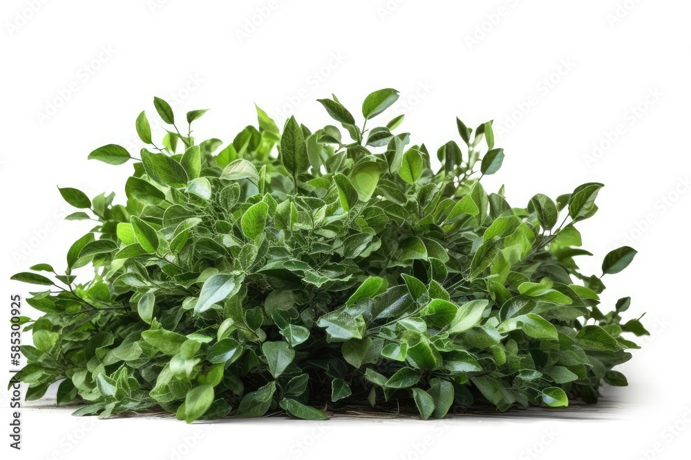 fresh green parsley fresh green parsley